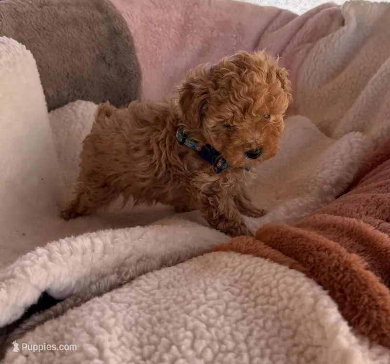 Nuget – Poodle - Toy  puppy for sale in Cumming, GA