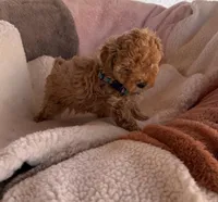 Nuget, a female Poodle - Toy  for sale in Cumming, GA – Photo 1 of 6