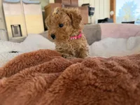 Nuget, a female Poodle - Toy  for sale in Cumming, GA – Photo 4 of 6