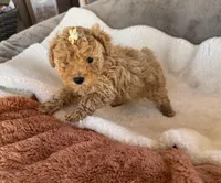 Nuget, a female Poodle - Toy  for sale in Cumming, GA – Photo 2 of 6