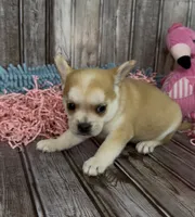 Max, a male French Bulldog and Pomsky for sale in Kokomo, IN – 4 of 10