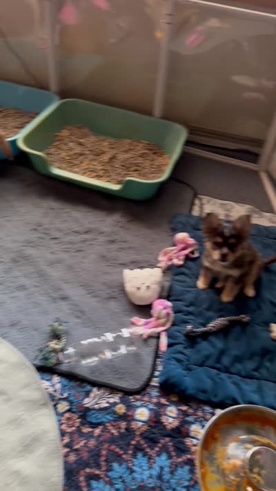 Biz -Video updates-, a male French Bulldog and Pomsky for sale in Kokomo, IN – 10 of 10
