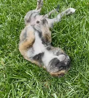 Fluffy Merle , a male French Bulldog and Pomsky for sale in Kokomo, IN – 9 of 10