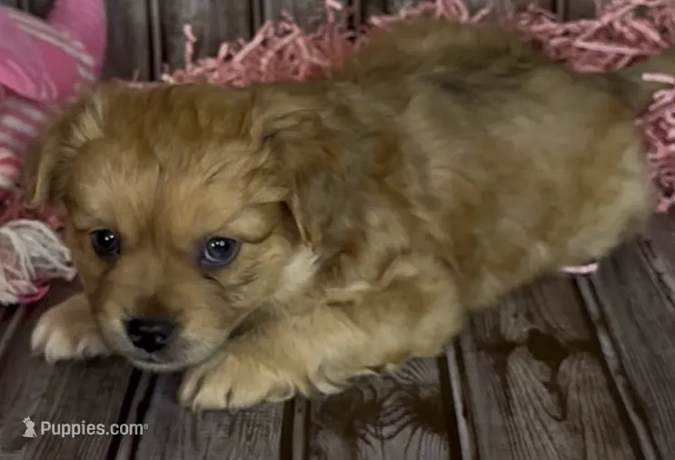 Gin /Golden Merle  – French Bulldog, Pomsky puppy for sale in Kokomo, IN