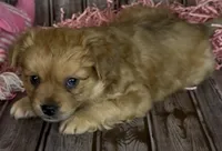 Gin /Golden Merle , a male French Bulldog and Pomsky for sale in Kokomo, IN – 2 of 10