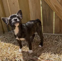 Luxe -Video updates 8/8, a male French Bulldog and Pomsky for sale in Kokomo, IN – 3 of 10