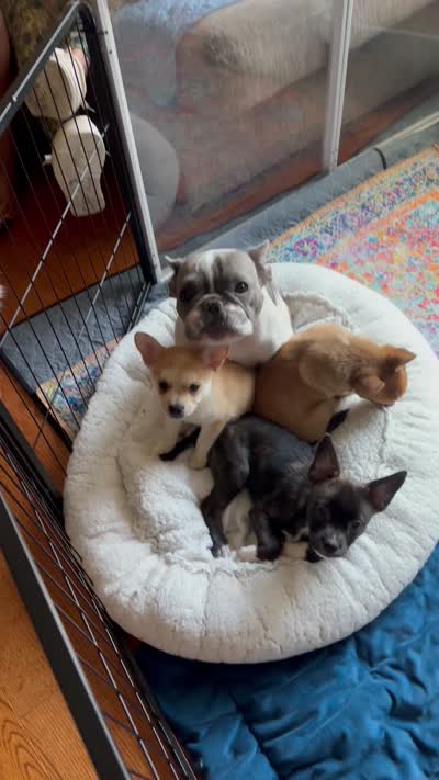 Luxe -Video updates 8/2-, a male French Bulldog and Pomsky for sale in Kokomo, IN – 7 of 7