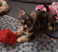 Biz -Video updates-, a male French Bulldog and Pomsky for sale in Kokomo, IN – 2 of 10