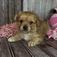 Gin /Golden Merle , a male French Bulldog and Pomsky for sale in Kokomo, IN – 3 of 10
