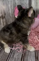Biz, a male French Bulldog and Pomsky for sale in Kokomo, IN – 6 of 10