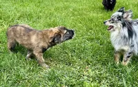 Fluffy Merle , a male French Bulldog and Pomsky for sale in Kokomo, IN – 8 of 10