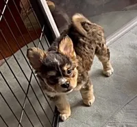 Biz -Video updates-, a male French Bulldog and Pomsky for sale in Kokomo, IN – 3 of 10