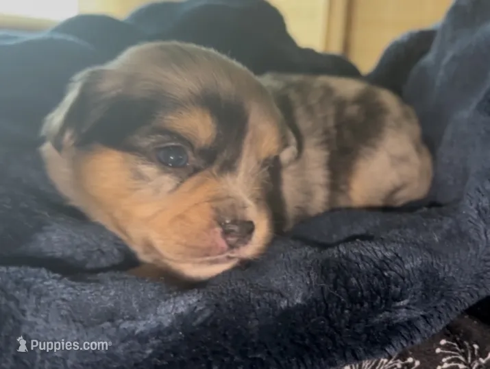 Junie  – French Bulldog, Pomsky puppy for sale in Kokomo, IN