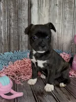 Luxe, a male French Bulldog and Pomsky for sale in Kokomo, IN – 6 of 9