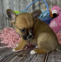 Ali, a male French Bulldog and Pomsky for sale in Kokomo, IN – 3 of 10
