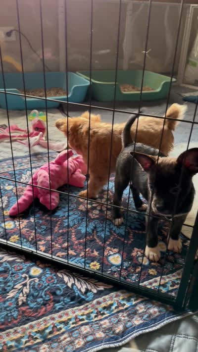 Luxe -Video updates-, a male French Bulldog and Pomsky for sale in Kokomo, IN – 8 of 10