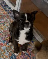 Butter, a male Boston Terrier and Pomsky for sale in Kokomo, IN – Photo 1 of 3