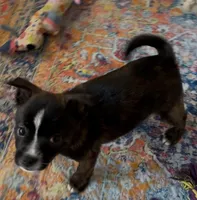 Brindle Boy, a male Boston Terrier and Pomsky for sale in Kokomo, IN – Photo 4 of 4