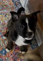 Brindle Boy, a male Boston Terrier and Pomsky for sale in Kokomo, IN – Photo 3 of 4