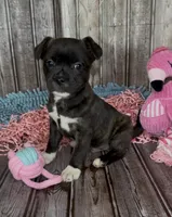 Luxe, a male French Bulldog and Pomsky for sale in Kokomo, IN – 3 of 9