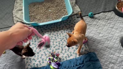 King -Video updates 8/17, a male French Bulldog and Pomsky for sale in Kokomo, IN – 9 of 9