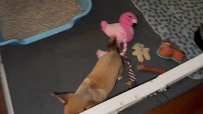 Last of his litter! New vid 8/29, a male French Bulldog and Pomsky for sale in Kokomo, IN – 8 of 10