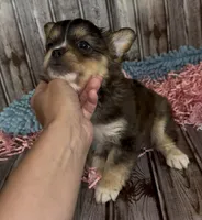 Biz, a male French Bulldog and Pomsky for sale in Kokomo, IN – 2 of 10