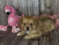 Gin /Golden Merle , a male French Bulldog and Pomsky for sale in Kokomo, IN – 1 of 10