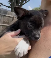 Luxe -Video updates 8/8, a male French Bulldog and Pomsky for sale in Kokomo, IN – 8 of 10
