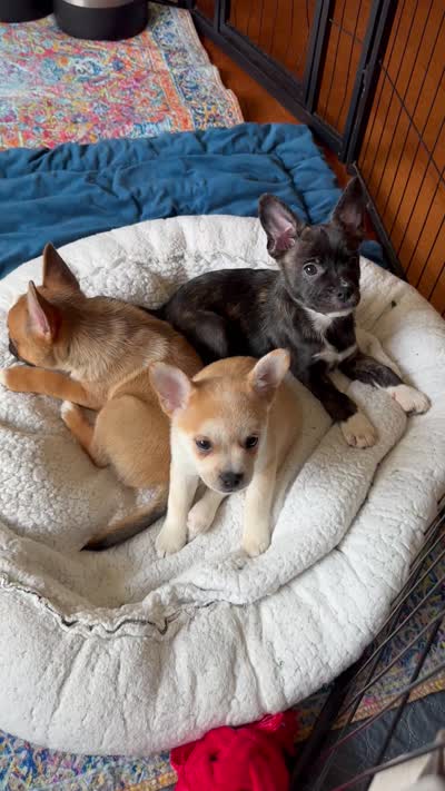 Luxe -Video updates 8/2-, a male French Bulldog and Pomsky for sale in Kokomo, IN – 6 of 7