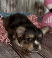 Biz, a male French Bulldog and Pomsky for sale in Kokomo, IN – 7 of 10
