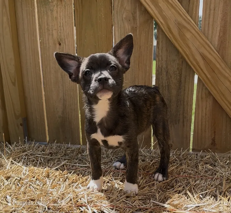 Luxe -Video updates 8/8 – French Bulldog, Pomsky puppy for sale in Kokomo, IN