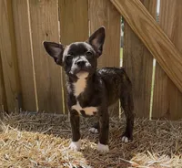 Luxe -Video updates 8/8, a male French Bulldog and Pomsky for sale in Kokomo, IN – 1 of 10