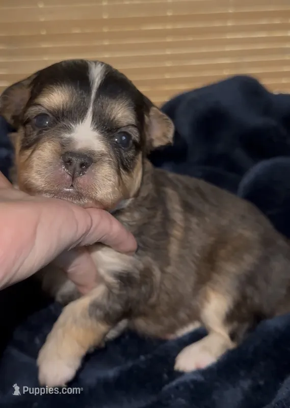 Biz – French Bulldog, Pomsky puppy for sale in Kokomo, IN