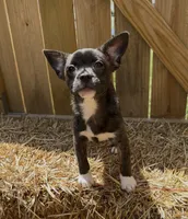 Luxe -Video updates 8/8, a male French Bulldog and Pomsky for sale in Kokomo, IN – 7 of 10