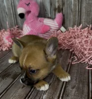 Ali, a male French Bulldog and Pomsky for sale in Kokomo, IN – 7 of 10
