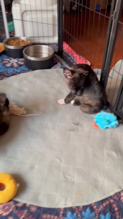 Luxe -Video updates-, a male French Bulldog and Pomsky for sale in Kokomo, IN – 9 of 10