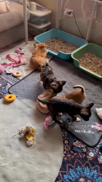 Last of his litter! New vid 8/29, a male French Bulldog and Pomsky for sale in Kokomo, IN – 10 of 10