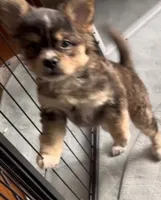 Biz -Video updates-, a male French Bulldog and Pomsky for sale in Kokomo, IN – 6 of 10
