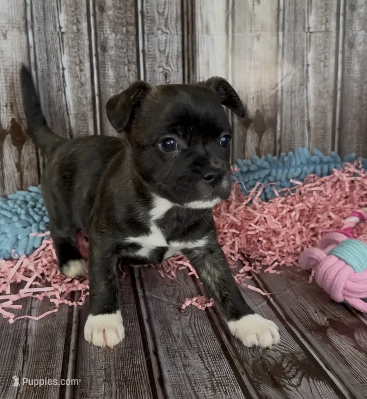 Luxe – French Bulldog, Pomsky puppy for sale in Kokomo, IN