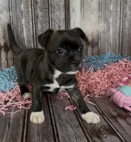 Luxe, a male French Bulldog and Pomsky for sale in Kokomo, IN – 2 of 9