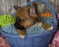 Ali, a male French Bulldog and Pomsky for sale in Kokomo, IN – 6 of 10