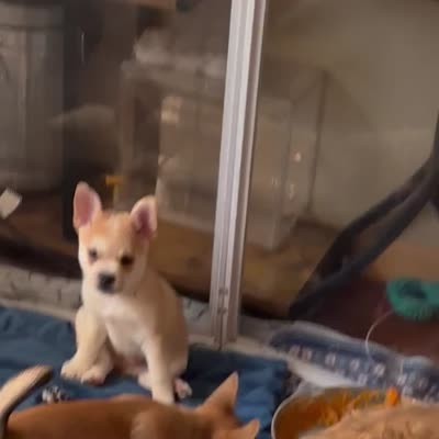 Max -Video updates-, a male French Bulldog and Pomsky for sale in Kokomo, IN – 10 of 10