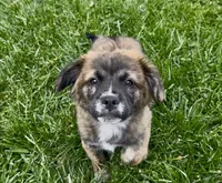 Fluffy Merle , a male French Bulldog and Pomsky for sale in Kokomo, IN – 2 of 10