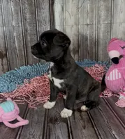 Luxe, a male French Bulldog and Pomsky for sale in Kokomo, IN – 8 of 9