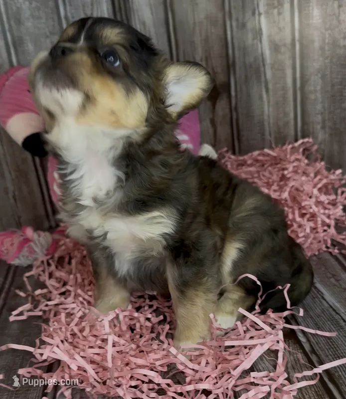 Biz – French Bulldog, Pomsky puppy for sale in Kokomo, IN