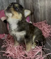 Biz, a male French Bulldog and Pomsky for sale in Kokomo, IN – 1 of 10