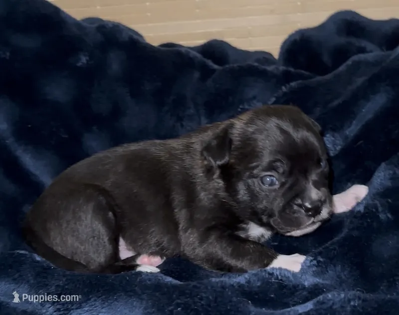 Luxe – French Bulldog, Pomsky puppy for sale in Kokomo, IN
