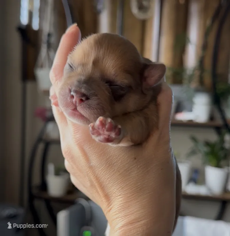 Gin /Golden Merle  – French Bulldog, Pomsky puppy for sale in Kokomo, IN