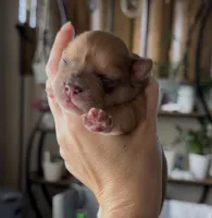 Gin /Golden Merle , a male French Bulldog and Pomsky for sale in Kokomo, IN – 1 of 1